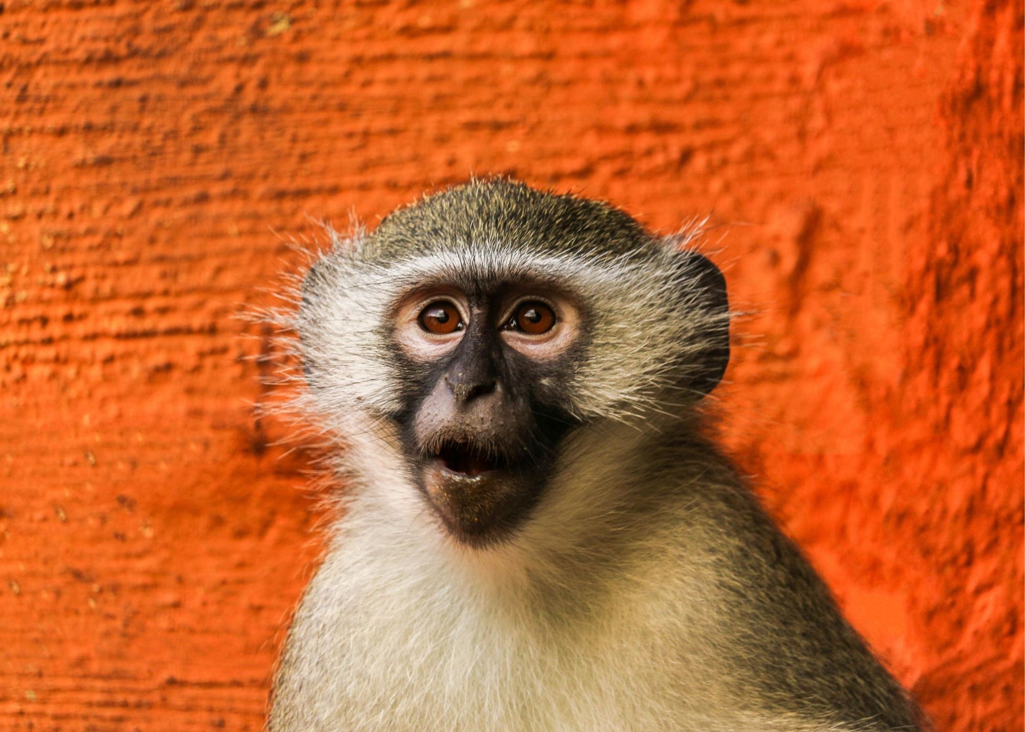 Monkey beats man on stock market picks